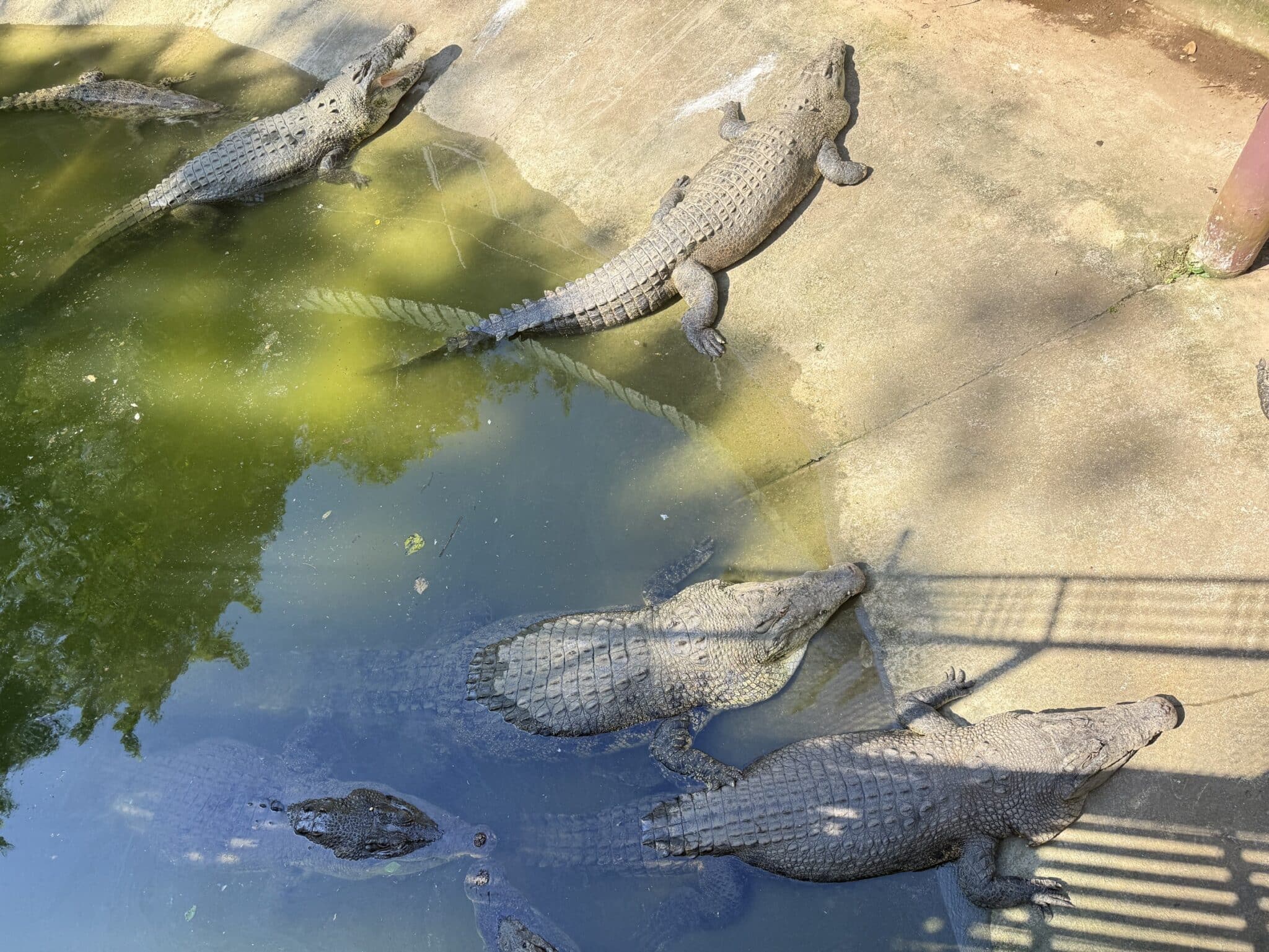 水池與岸邊多隻鱷魚正在曬太陽