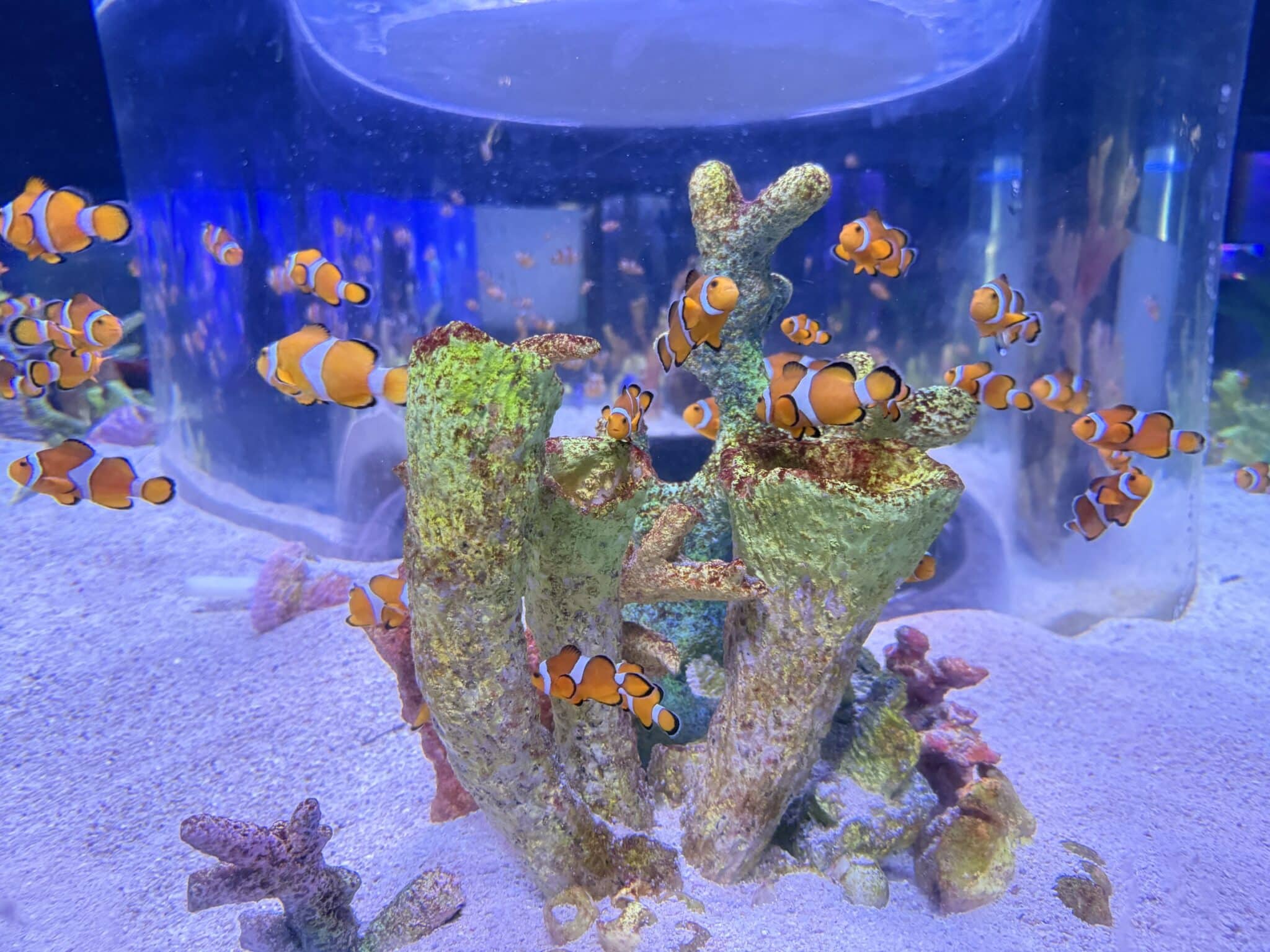 水族缸中成群的橘白色小丑魚在珊瑚礁間悠游