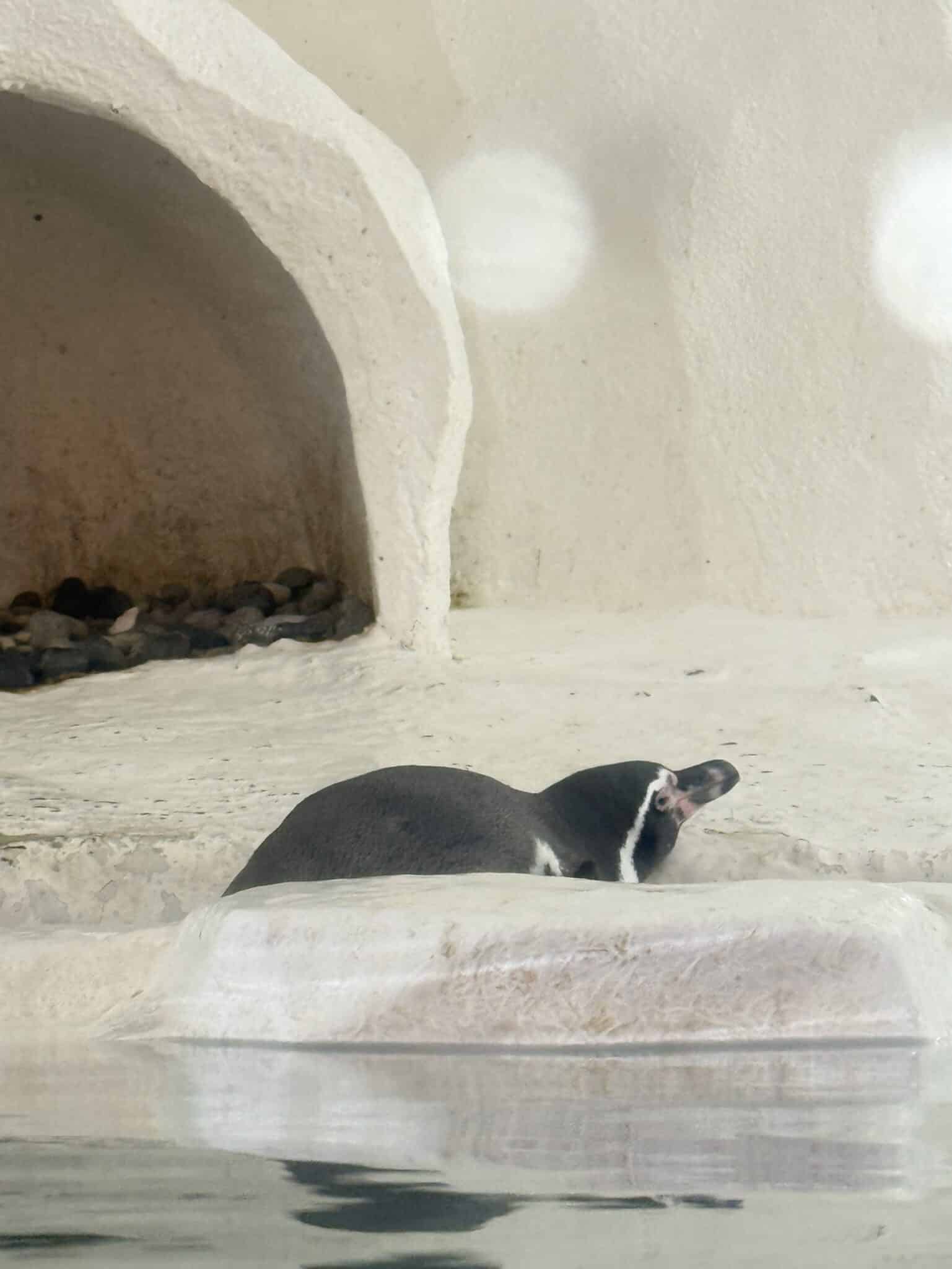 水族館展區裡一隻企鵝趴在岩石平台上休息